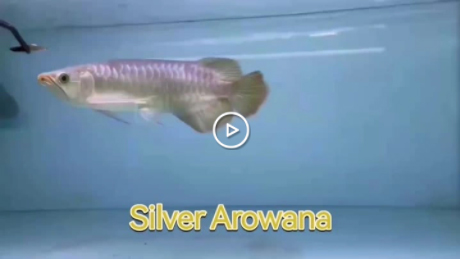 Silver Arowana